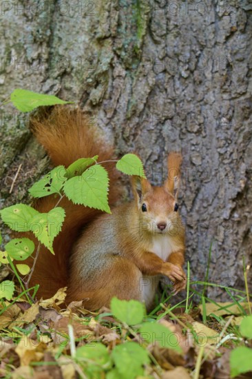 Eurasian squirrel (Sciurus vulgaris), sitting at the foot of a tree, surrounded by leaves, Germany