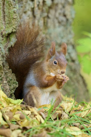 Eurasian squirrel (Sciurus vulgaris), enjoying a nut next to a tree trunk, surrounded by autumn leaves, Germany