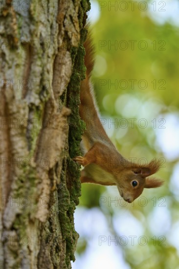 Eurasian squirrel (Sciurus vulgaris), climbing upside down on a tree, surrounded by green nature, Germany