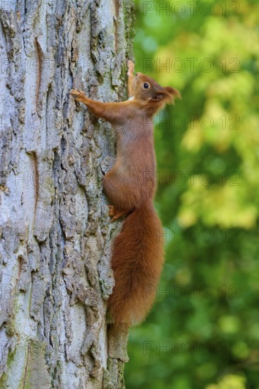 Eurasian squirrel (Sciurus vulgaris), clinging to a tree trunk, surrounded by greenery, Germany