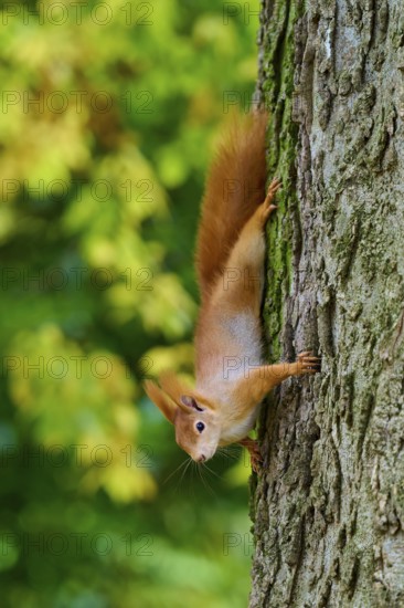 Eurasian squirrel (Sciurus vulgaris), vivaciously climbing a tree upside down, framed by autumn leaves, Germany