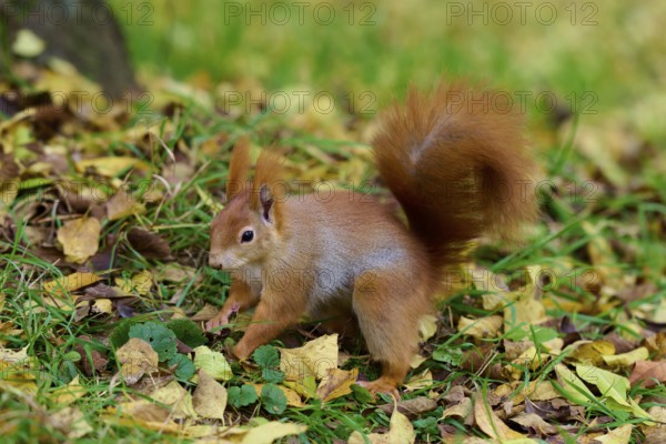 Eurasian squirrel (Sciurus vulgaris), running along the ground between yellow leaves and green grass, Germany