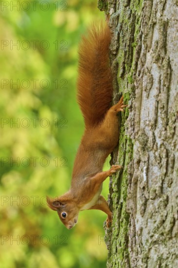Eurasian squirrel (Sciurus vulgaris) climbing a tree upside down in an autumn environment, Germany