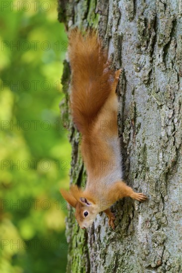 Eurasian squirrel (Sciurus vulgaris), showing skilful agility while climbing upside down on a tree in autumn, Germany