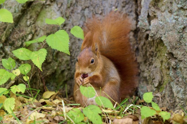 Eurasian squirrel (Sciurus vulgaris), sitting on a tree trunk, nibbling on a nut in autumn forest, Germany