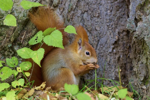 Eurasian squirrel (Sciurus vulgaris), snacking on a nut, surrounded by green and autumnal foliage, Germany