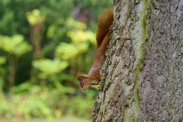 Eurasian squirrel (Sciurus vulgaris), exploring upside down tree trunk with green background, Germany