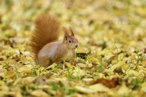 Eurasian squirrel (Sciurus vulgaris), sitting attentively in autumn leaves with tail erect, Germany