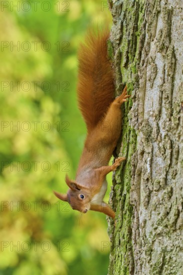 Eurasian squirrel (Sciurus vulgaris), climbing upside down on a tree trunk in an autumn forest, Germany