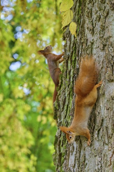 Eurasian squirrel (Sciurus vulgaris), two squirrels climbing up and down a large tree trunk in the forest, Germany