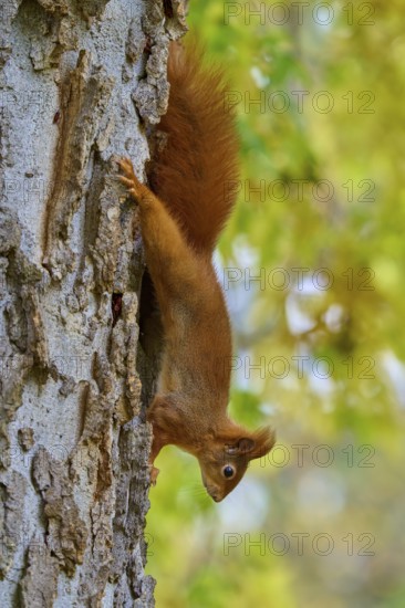 Eurasian squirrel (Sciurus vulgaris), climbing upside down on a tree in the forest, Germany