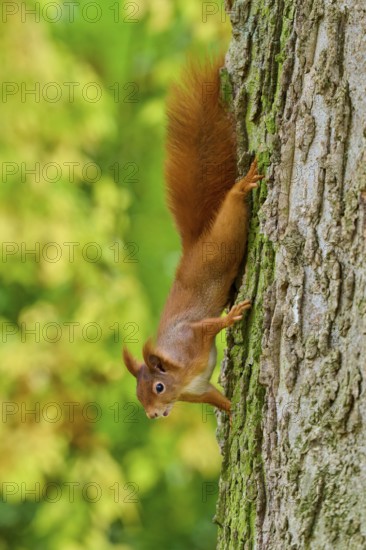 Eurasian squirrel (Sciurus vulgaris), climbing headfirst down a tree trunk, Germany