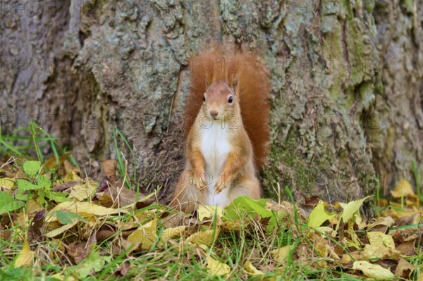 Eurasian squirrel (Sciurus vulgaris), sitting in front of a tree trunk on autumn leaves and looking curiously, Germany