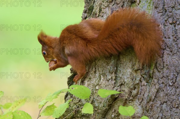 Eurasian squirrel (Sciurus vulgaris), holding and looking at a nut while standing on a tree trunk, Germany