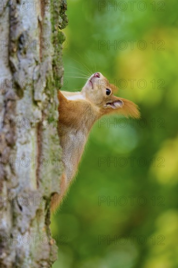 Eurasian squirrel (Sciurus vulgaris), climbing up a tree trunk, surrounded by green foliage, Germany