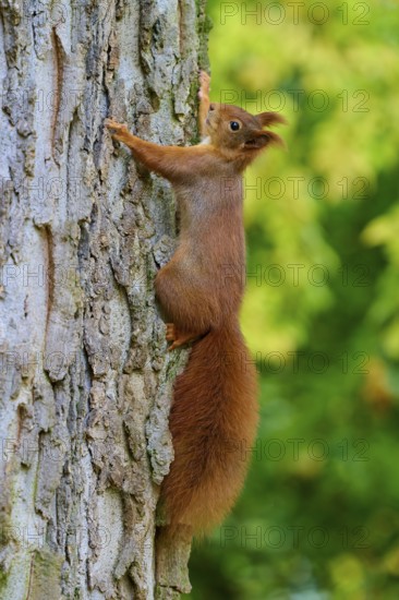 Eurasian squirrel (Sciurus vulgaris), exploring the tree trunk, surrounded by a green backdrop, Germany