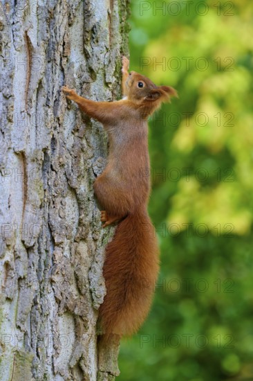 Eurasian squirrel (Sciurus vulgaris), in a climbing pose on a tree trunk in the forest, Germany