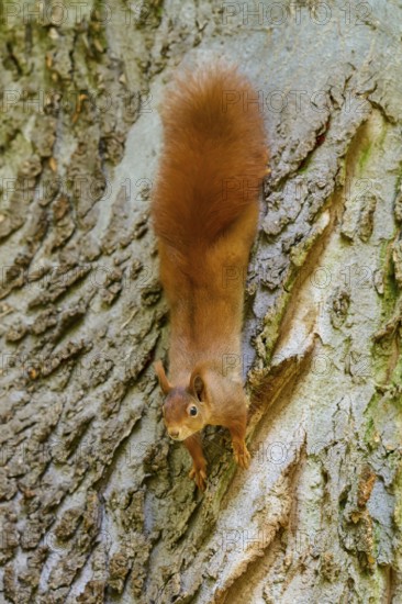 Eurasian squirrel (Sciurus vulgaris), looking down from above, on a structured tree trunk, Germany