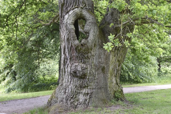 Old English oak, German oak, Eichenbrüder, (Quercus robur) in Putbus Castle Park, Rügen, Mecklenburg-Western Pomerania, Germany