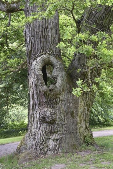 Old English oak, German oak, Eichenbrüder, (Quercus robur) in Putbus Castle Park, Rügen, Mecklenburg-Western Pomerania, Germany