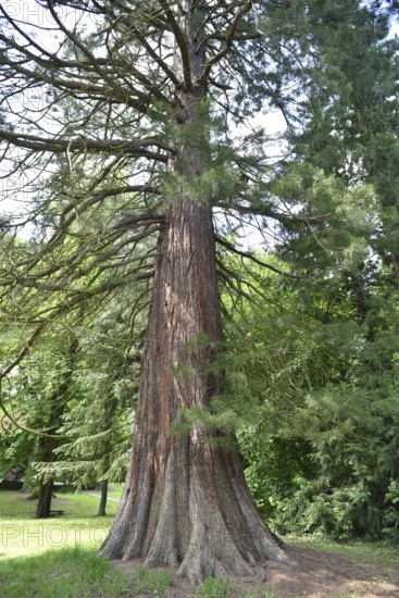 Old sequoia tree (Sequoioideae) in Putbus Castle Park, Rügen, Mecklenburg-Western Pomerania, Germany