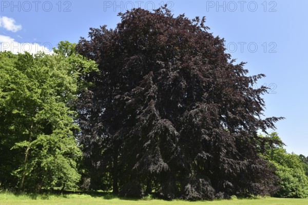 Old copper beech, (Fagus sylvatica f. purpurea) in Putbus Castle Park, Rügen, Mecklenburg-Western Pomerania, Germany