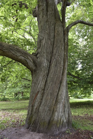 Horse chestnut (Aesculus hippocastanum) in Putbus Castle Park, Rügen, Mecklenburg-Western Pomerania, Germany