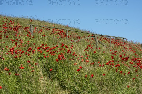 Flowering poppies on the slopes of Kåseberga ridge, Kåseberga, Ystad municipality, Skåne county, Sweden, Scandinavia
