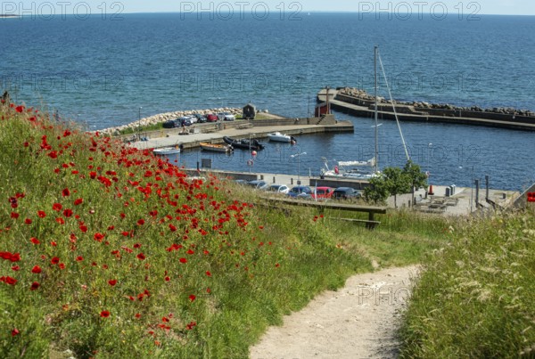 Blooming poppies on the slopes of Kåseberga ridge, and path leading down to Kåseberga harbor, Ystad municipality, Baltic Sea, Skåne county, Sweden, Scandinavia