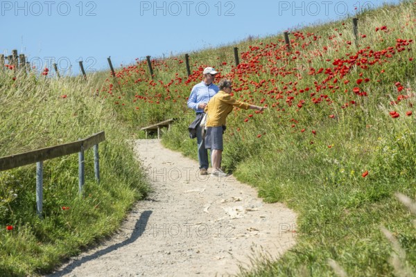 Elderly couple admires blooming poppies on the slopes of Kåseberga ridge, Kåseberga, Ystad municipality, Skåne county, Sweden, Scandinavia