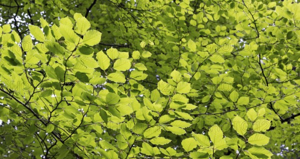 Beech forest, branches with green leaves in the sun, forestry, Mondseeland, Salzkammergut, Upper Austria, Austria