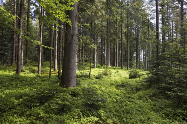 Light-flooded spruce forest, forestry, Mondseeland, Salzkammergut, Upper Austria, Austria