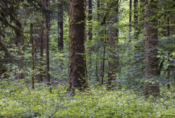 Mixed forest with densely overgrown forest floor, forestry, Mondseeland, Salzkammergut, Upper Austria, Austria