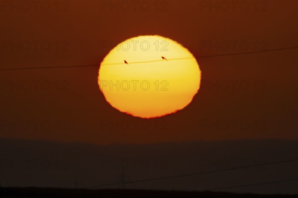 Two birds sitting on a power line in front of the rising sun, Frankfurt am Main, Hesse, Germany