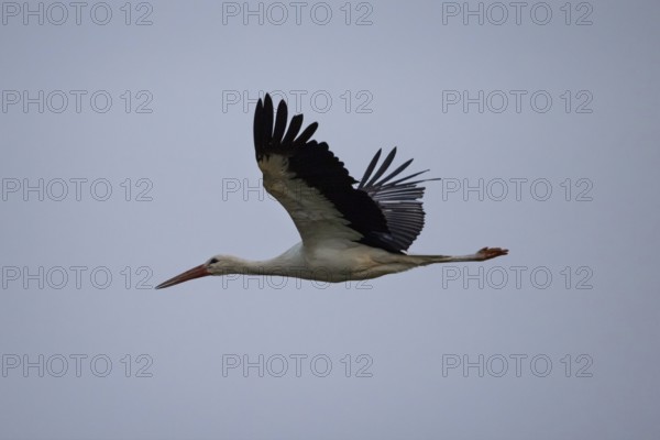 A stork in flight