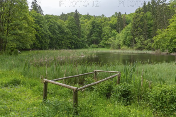 Frau Holle Pond in the GEO nature park Park Frau Holle Land am Meissner, low mountain range, legendary figure, home of the fairy tale, forest reed bank, district of Kassel, Fulda Werra Bergland, Germany