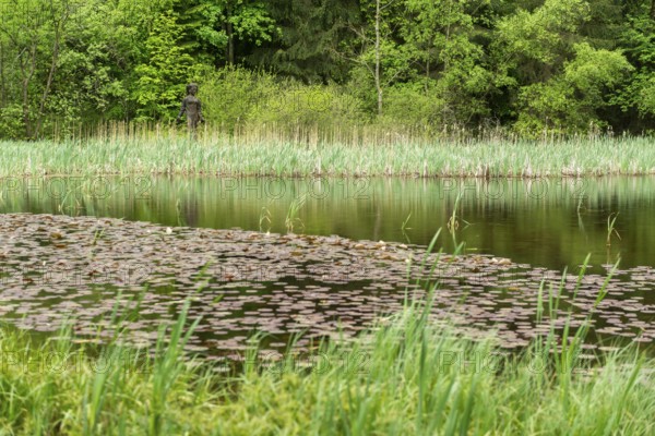 Frau Holle pond in the GEO nature park Park Frau Holle Land am Meissner, low mountain range, legendary figure, home of the fairy tale, forest reed banks, water lilies, Frau Holle wooden statue, Kassel district, Fulda Werra Bergland, Germany