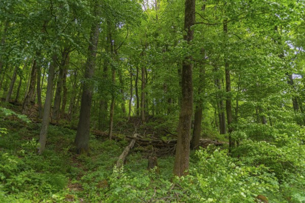 GEO nature park Park Frau Holle Land am Meissner, deciduous forest with deadwood, low mountain range, legendary figure, home of the fairy tale, tranquillity, recreation, Kassel district, Fulda Werra Bergland, Germany