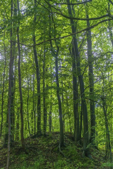 GEO nature park Park Frau Holle Land am Meissner, deciduous forest on hill with deadwood, low mountain range, legendary figure, home of the fairy tale, nature, peace, relaxation, sunlight, Kassel district, Fulda Werra Bergland, Germany