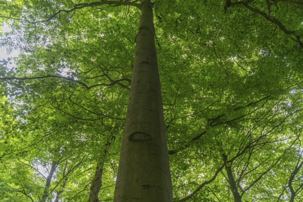 GEO nature park Park Frau Holle Land am Meissner, view upwards to the treetops, deciduous forest, low mountain range, legendary figure, tranquillity, recreation, home of the fairy tale, Kassel district, Fulda Werra Bergland, Germany