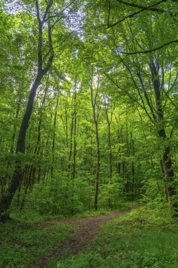 GEO nature park Park Frau Holle Land am Meissner, deciduous forest with hiking trail, low mountain range, legendary figure, home of the fairy tale, nature, peace, relaxation, sunlight, district of Kassel, Fulda Werra Bergland, Germany