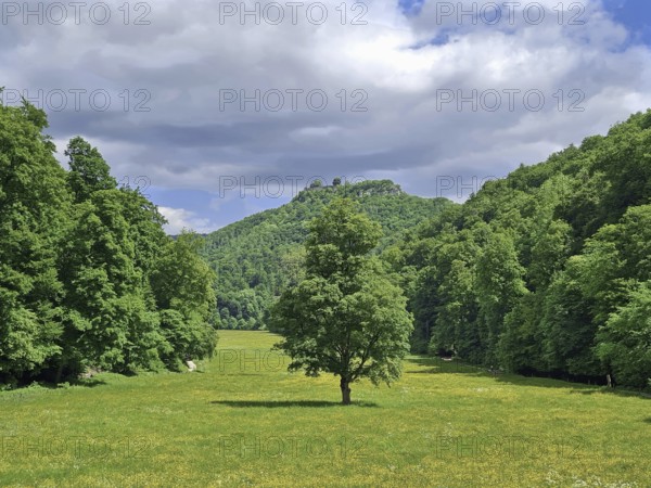 A lonely tree in a wide meadow surrounded by forest and hills under a cloudy sky, Bad Urach