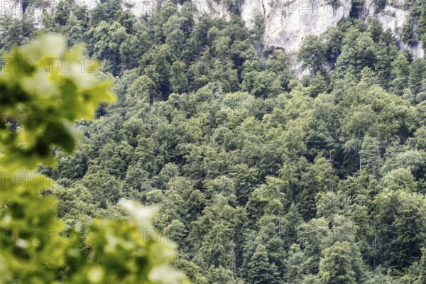 Dense green forest in front of a stony rock face that rises into the sky, Bad Urach