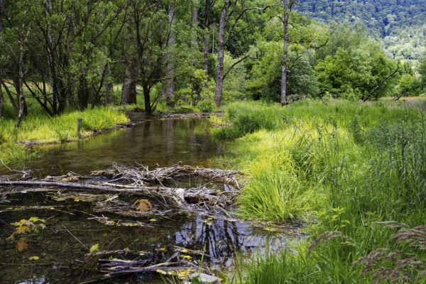 A tranquil river course through a green forest with lush grasses on the banks, Bad Urach
