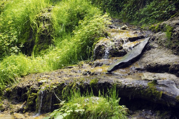 At the foot of the Urach waterfall, moss-covered rocks amidst green vegetation, Bad Urach