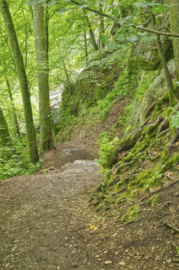 Path through a quiet, dense forest with moss-covered rocks, Bad Urach
