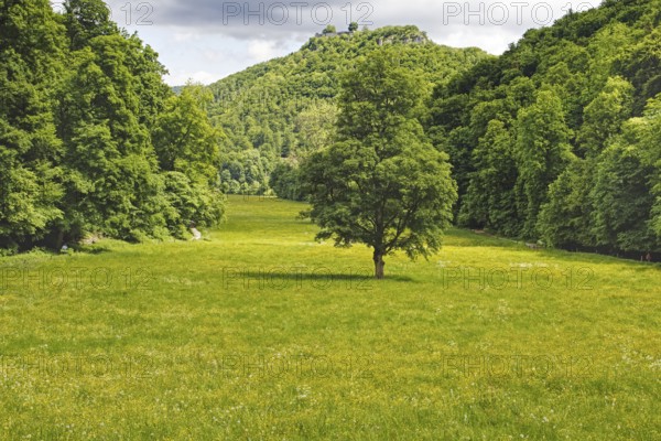 A single tree stands in the centre of a green meadow, the corn valley in front of wooded hills, Bad Urach