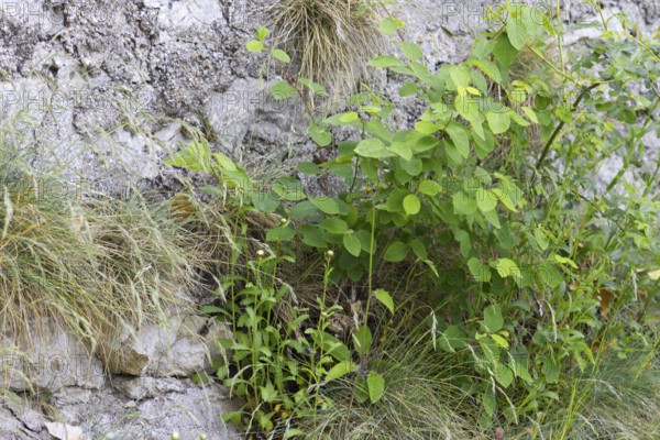 Green plants grow between stony surfaces, Neidlingen, Baden-Württemberg