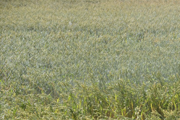 Artificial rain... Irrigation of a wheat field, wheat field during a drought summer, hot summer, record summer, global warming, weather, droughts, water shortage, Lower Rhine, North Rhine-Westphalia, Germany, Sprinkler irrigation machine spraying water over farmland during a drought summer, watering a wheat field, hot summer in Europe