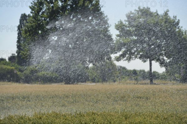 Record summer... Irrigation wheat field, sprinkler wagon watering a wheat field in midsummer, drought, field irrigation, irrigation, Lower Rhine, Rhine district Neuss, North Rhine-Westphalia, Germany, Sprinkler irrigation machine spraying water over farmland during a drought summer, watering a wheat field, Western Europe